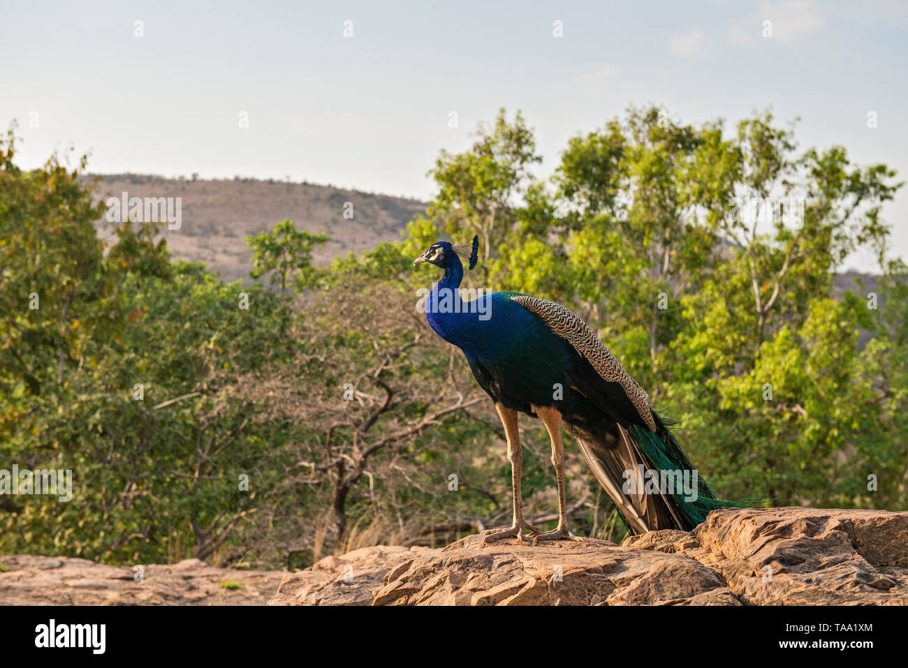 Indian peafowl in forests hi-res stock photography and images - Alamy
