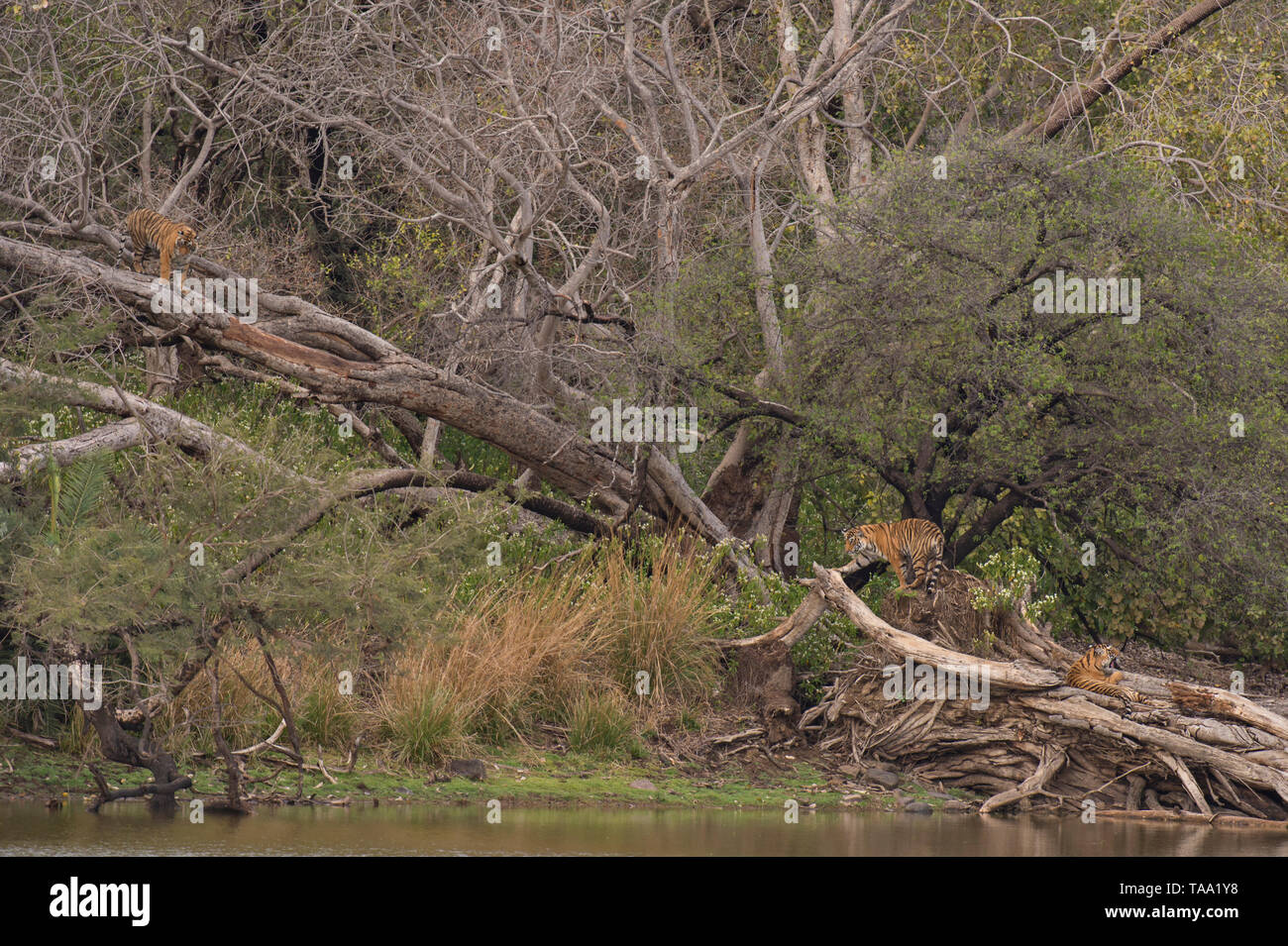 Bengal tiger cubs climbing trees in Ranthambhore national park