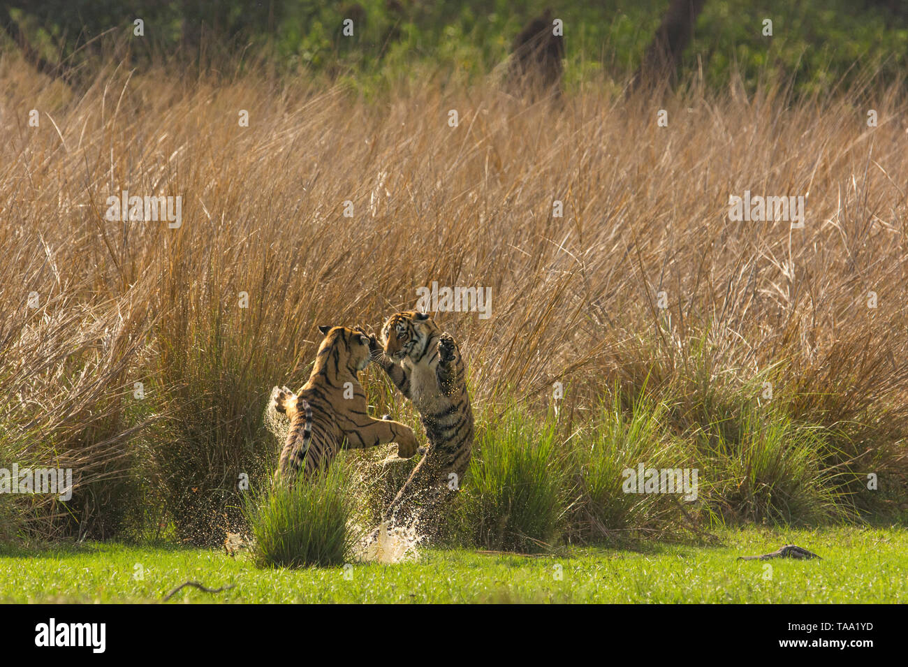 Bengal tiger fighting in Ranthambhore national park, rajasthan, India, Asia Stock Photo