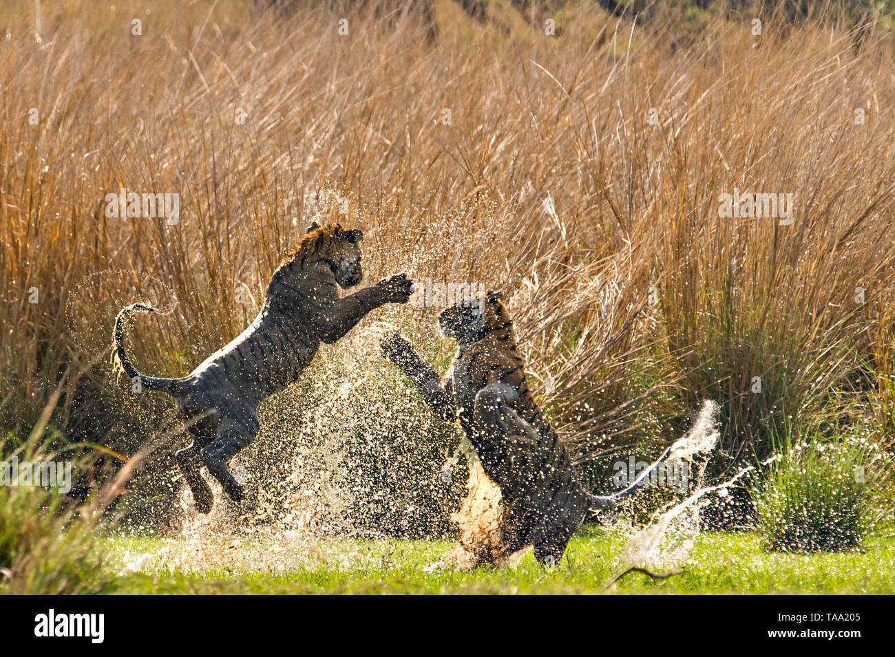 Bengal tiger fighting in Ranthambhore national park, rajasthan, India, Asia Stock Photo