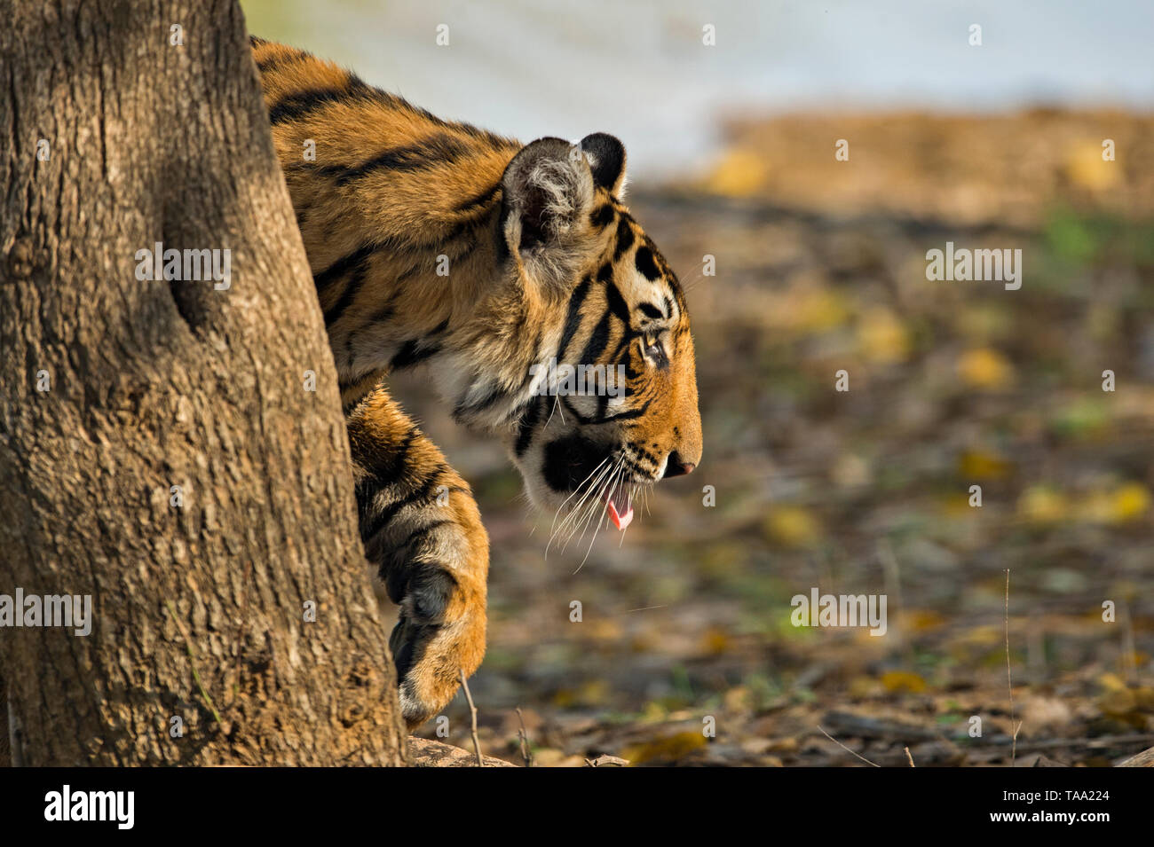 Bengal tiger stalking in Ranthambhore national park, rajasthan, India, Asia Stock Photo