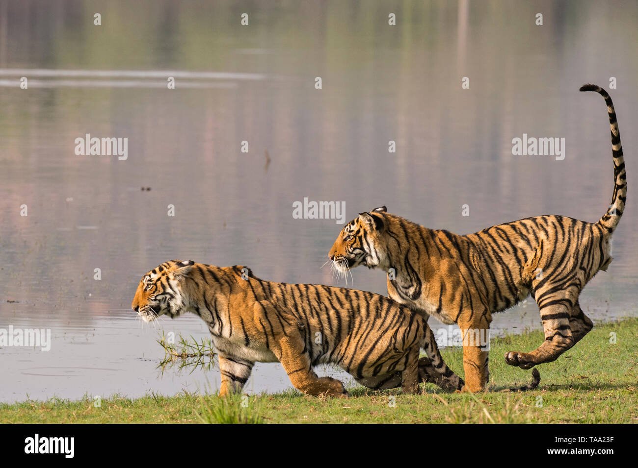 Bengal tiger in Ranthambhore national park, rajasthan, India, Asia Stock Photo