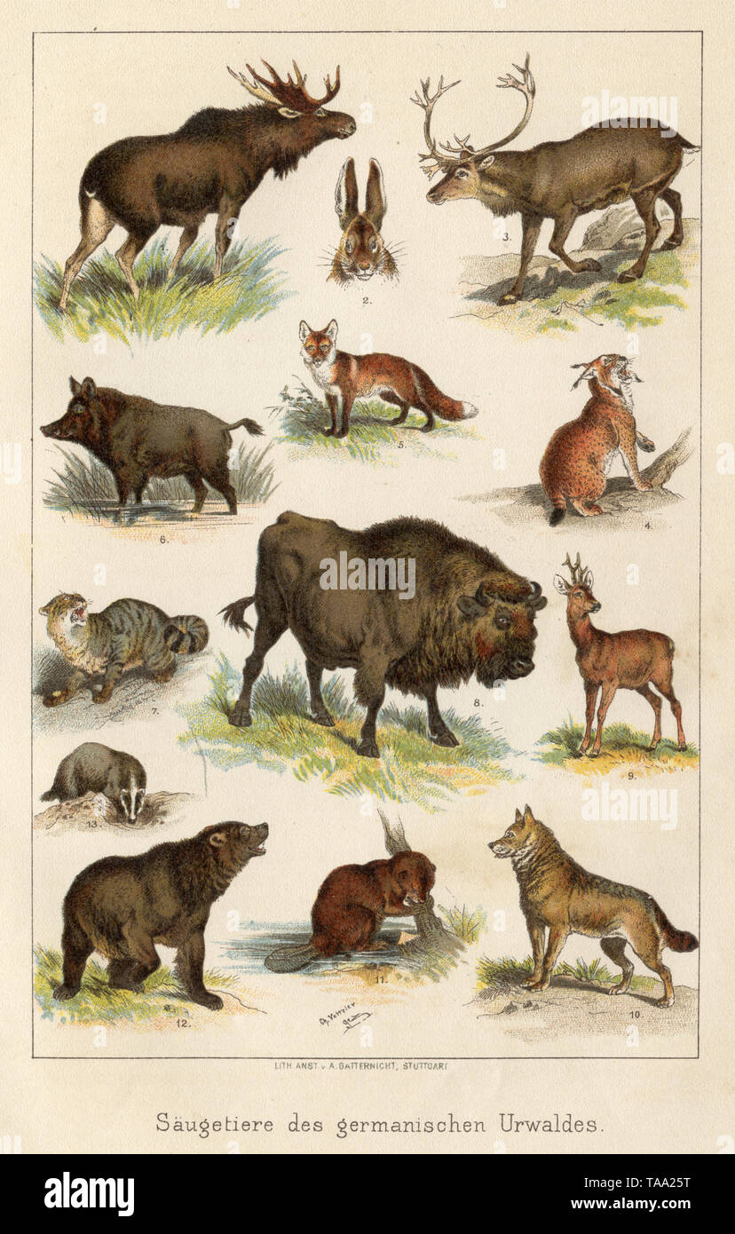 Mammals of the former Germanic forest, 1 elk, 2 hare, 3 reindeer, 4 lynx, 5 fox; 6 wild boar, 7 wild cat, 8 aurochs, 9 deer, 10 wolf, 11 beaver, 12 brown bear, 13 badger , Ch Votteler (, ) Stock Photo