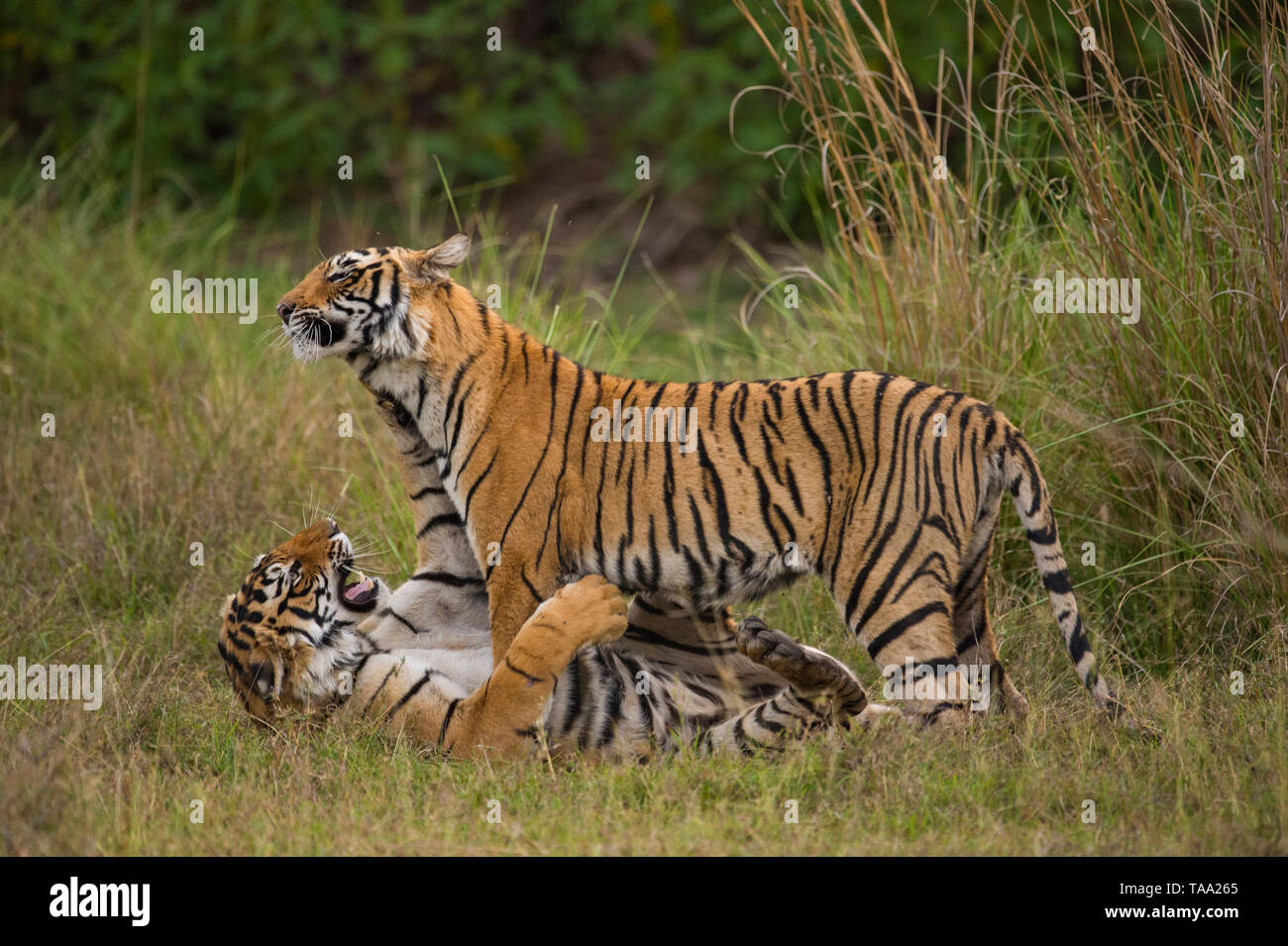Bengal Tigers playing in Ranthambhore national park, rajasthan, India, Asia Stock Photo