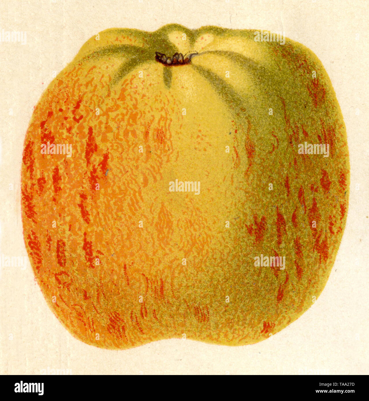 Apple, garden  Gravensteiner variety ,  (encyclopedia, 1888) Stock Photo