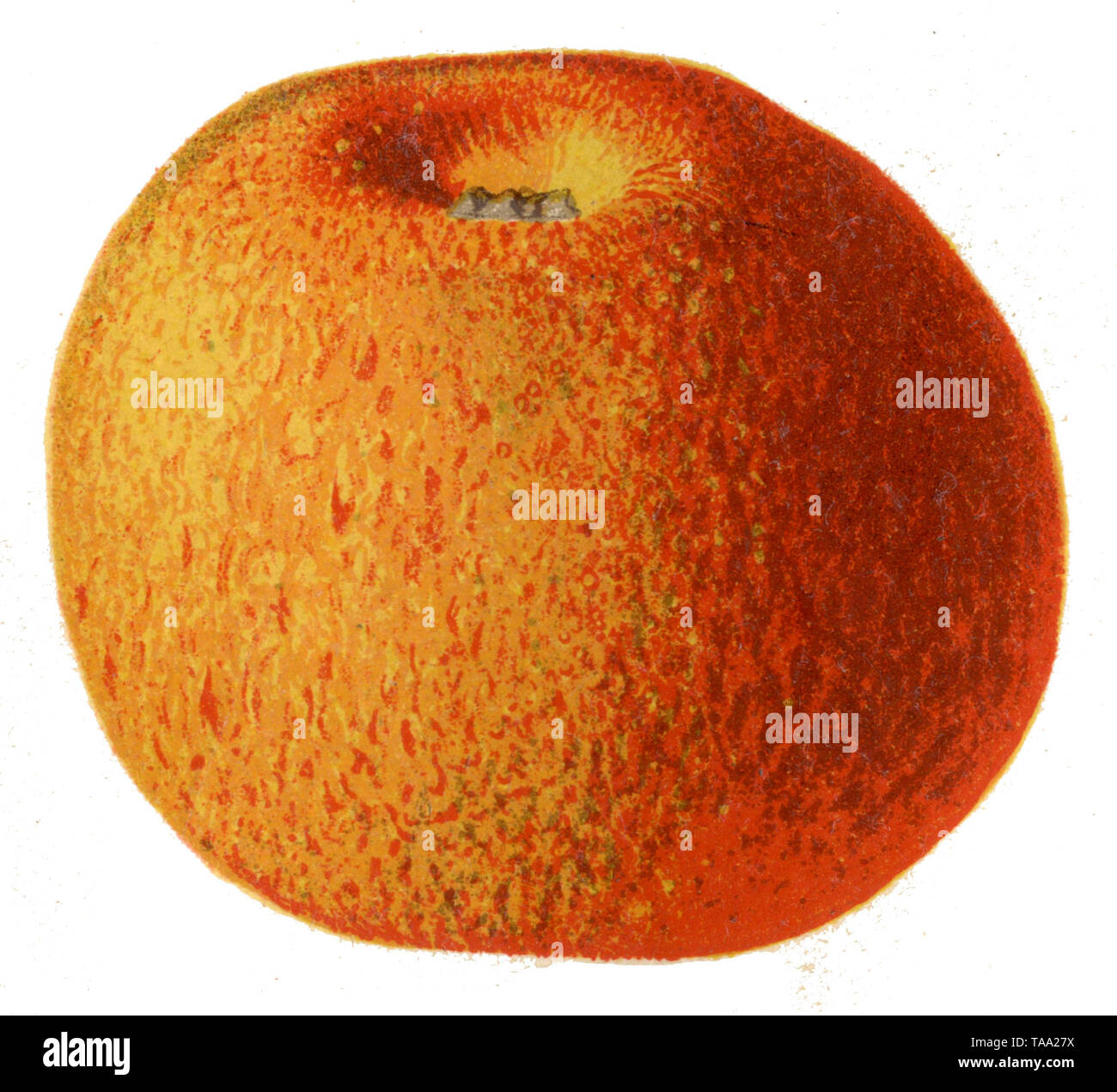 Toutifruits - Fruits du Maumont à LES TROIS-SAINTS - Office de Tourisme  Terres de Corrèze, image size:1300x1271