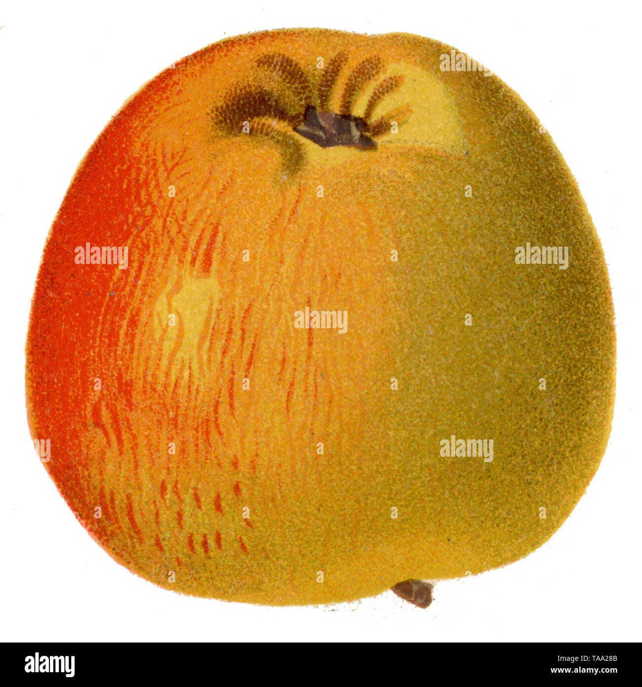 Les délicieuses pommes du Pilat font la fête, image size:1299x1390