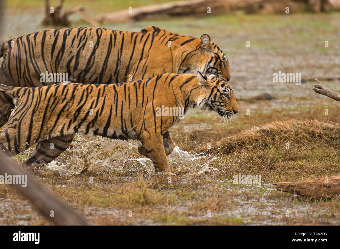 Bengal Tiger in Ranthambhore national park, rajasthan, India, Asia Stock Photo
