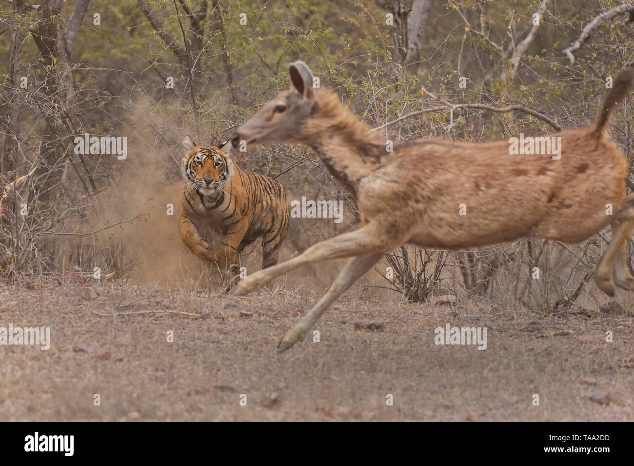 tiger attack on Sambar deer in Ranthambhore national park, rajasthan, India, Asia Stock Photo