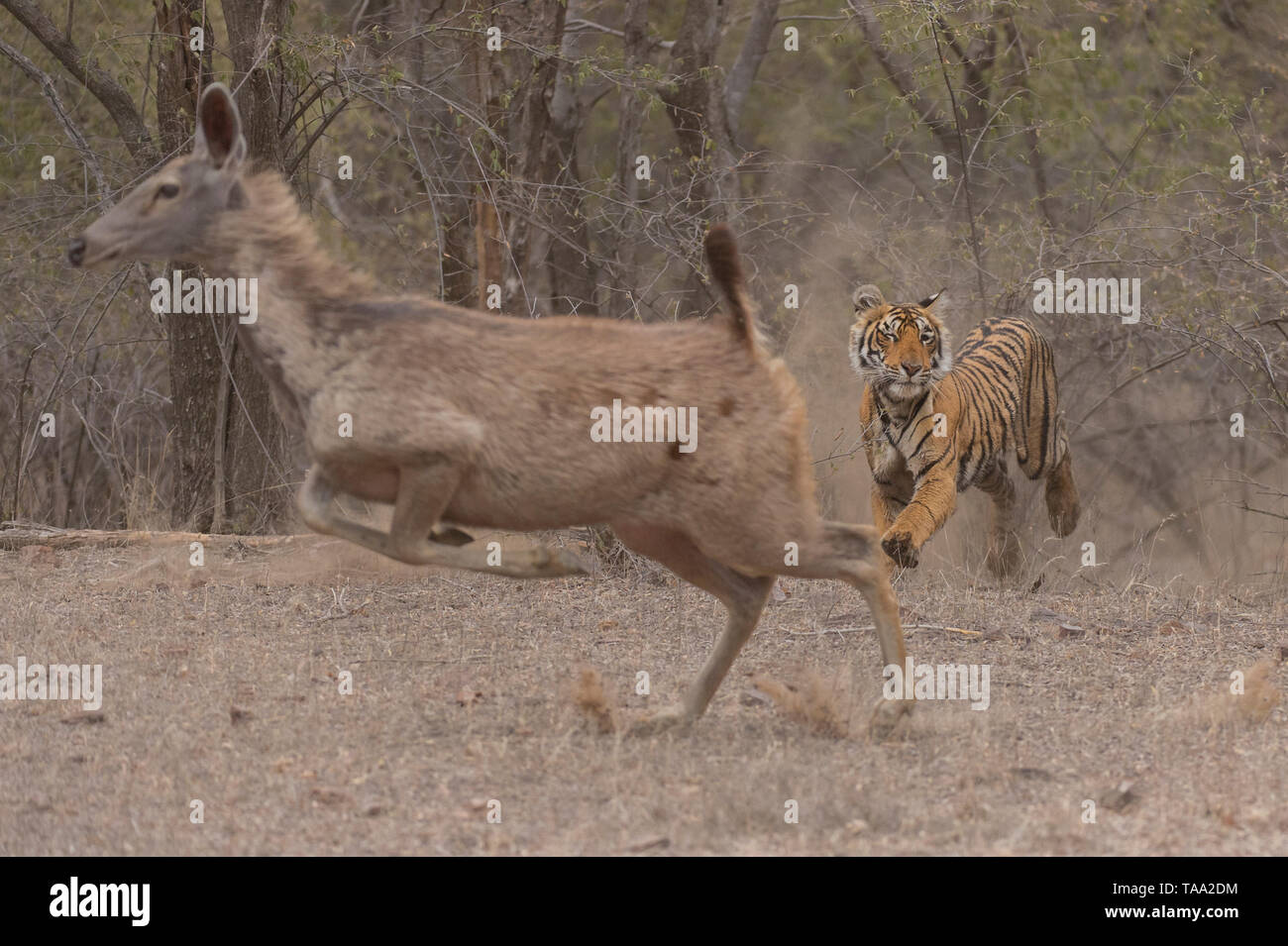 tiger attack on Sambar deer in Ranthambhore national park, rajasthan, India, Asia Stock Photo