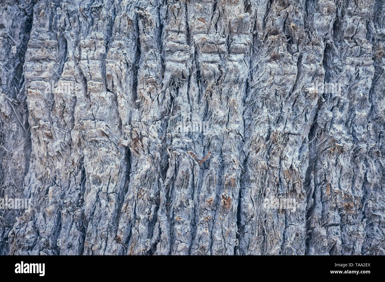 Close up picture of a palm tree trunk, natural abstract background or texture, color toning applied, selective focus. Stock Photo