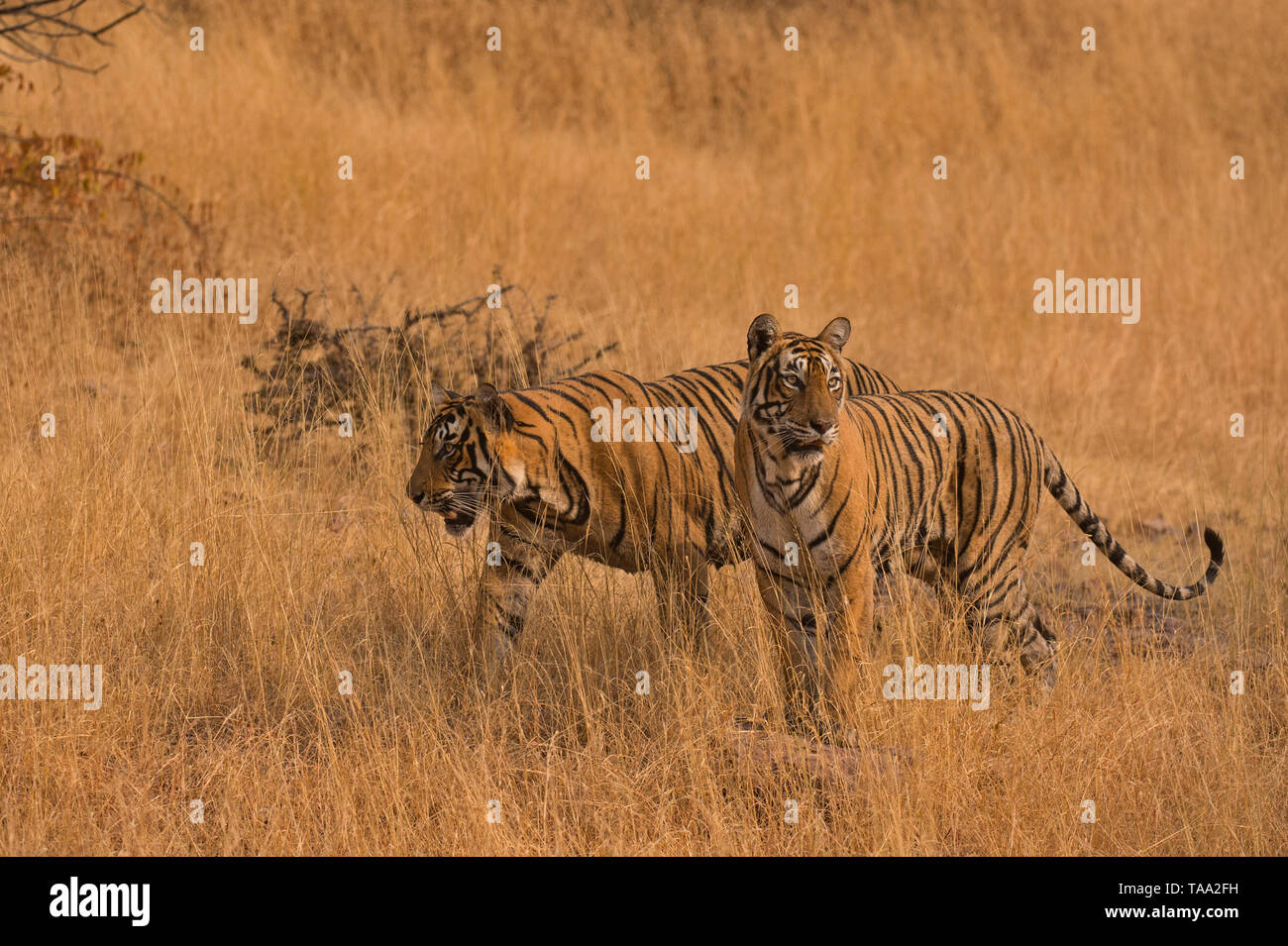 Bengal Tigers In Ranthambhore National Park Rajasthan India Asia 