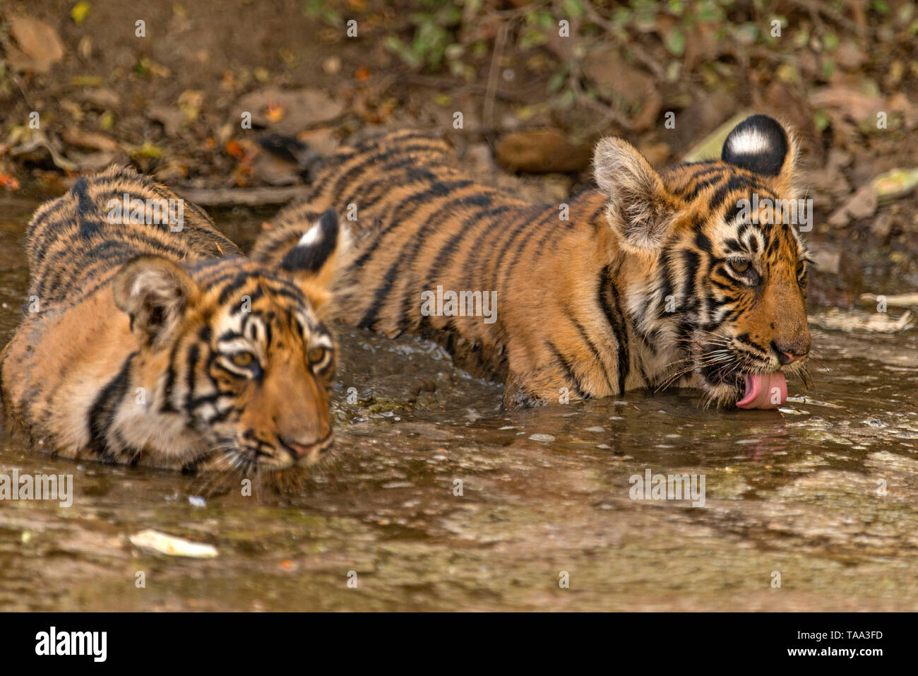 tiger in waterhole at Ranthambhore national park, rajasthan, India, Asia Stock Photo