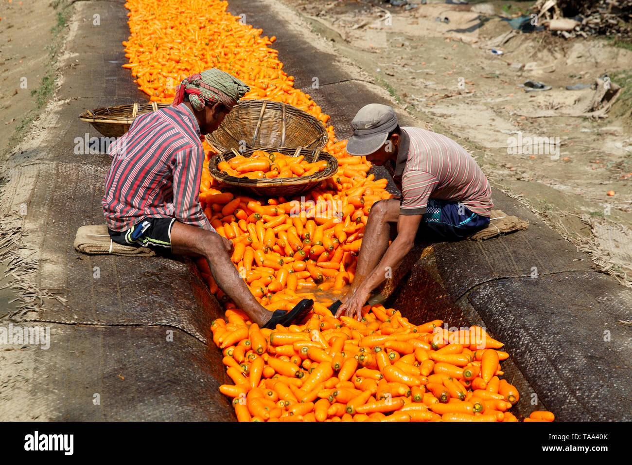 Washing carrots after harvesting from the field. Manikganj, Bangladesh Stock Photo
