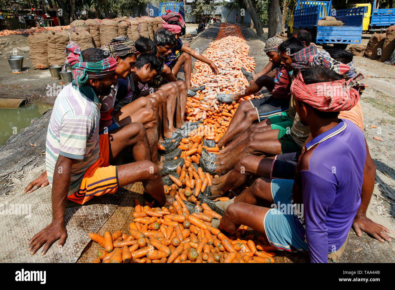 Workers using their feet to rub soil from the carrots before sending them to markets. Manikganj, Bangladesh. Stock Photo