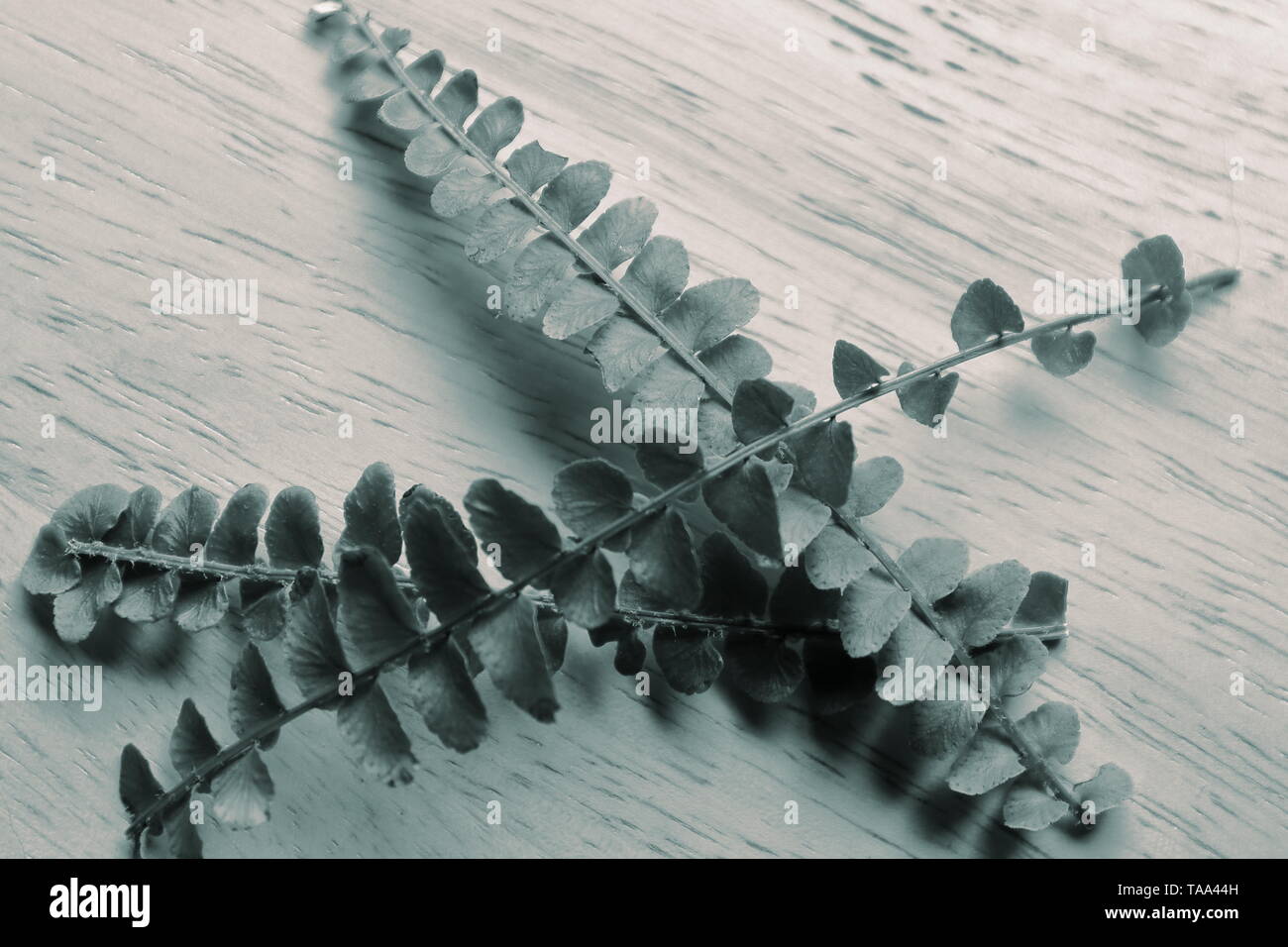 Split-toned black and white image of crisscrossing fern leaves on a wooden surface; intended to color coordinate with popular brown and green paint co Stock Photo