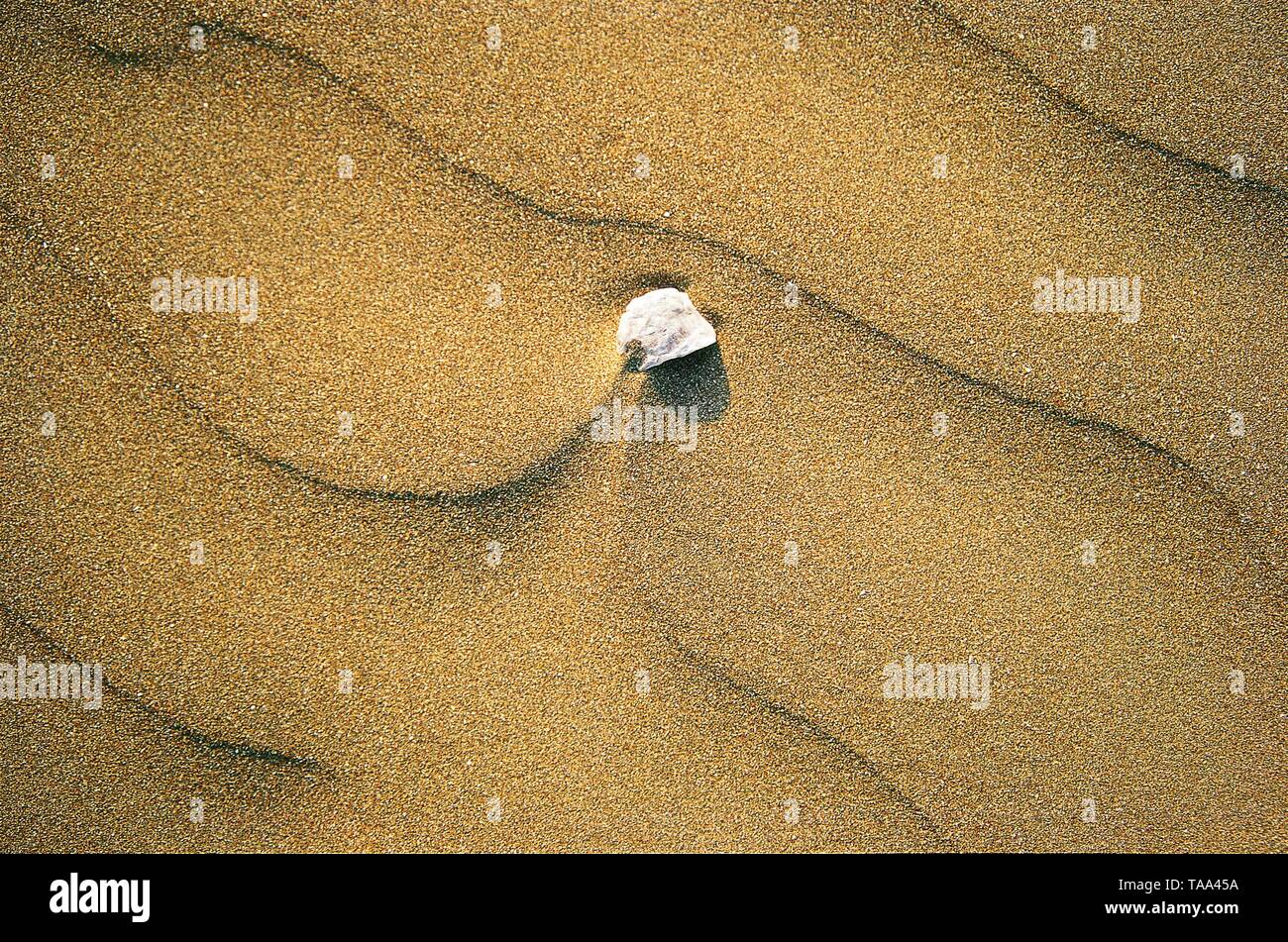 Broken Piece of Shell on Sand, Ratnagiri, Maharashtra, India, Asia Stock Photo