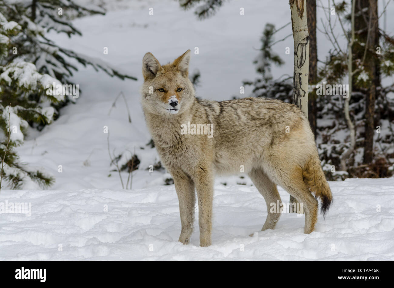wild coyote with snow on its nose looking for its next meal , in the woods Stock Photo