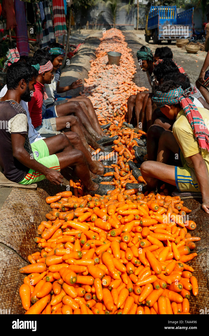 Workers using their feet to rub soil from the carrots before sending them to markets. Manikganj, Bangladesh. Stock Photo