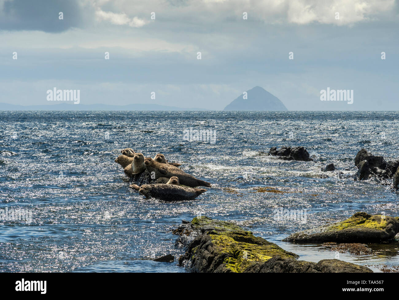 Seals on rocks at Kildonan with Ailsa Craig Stock Photo