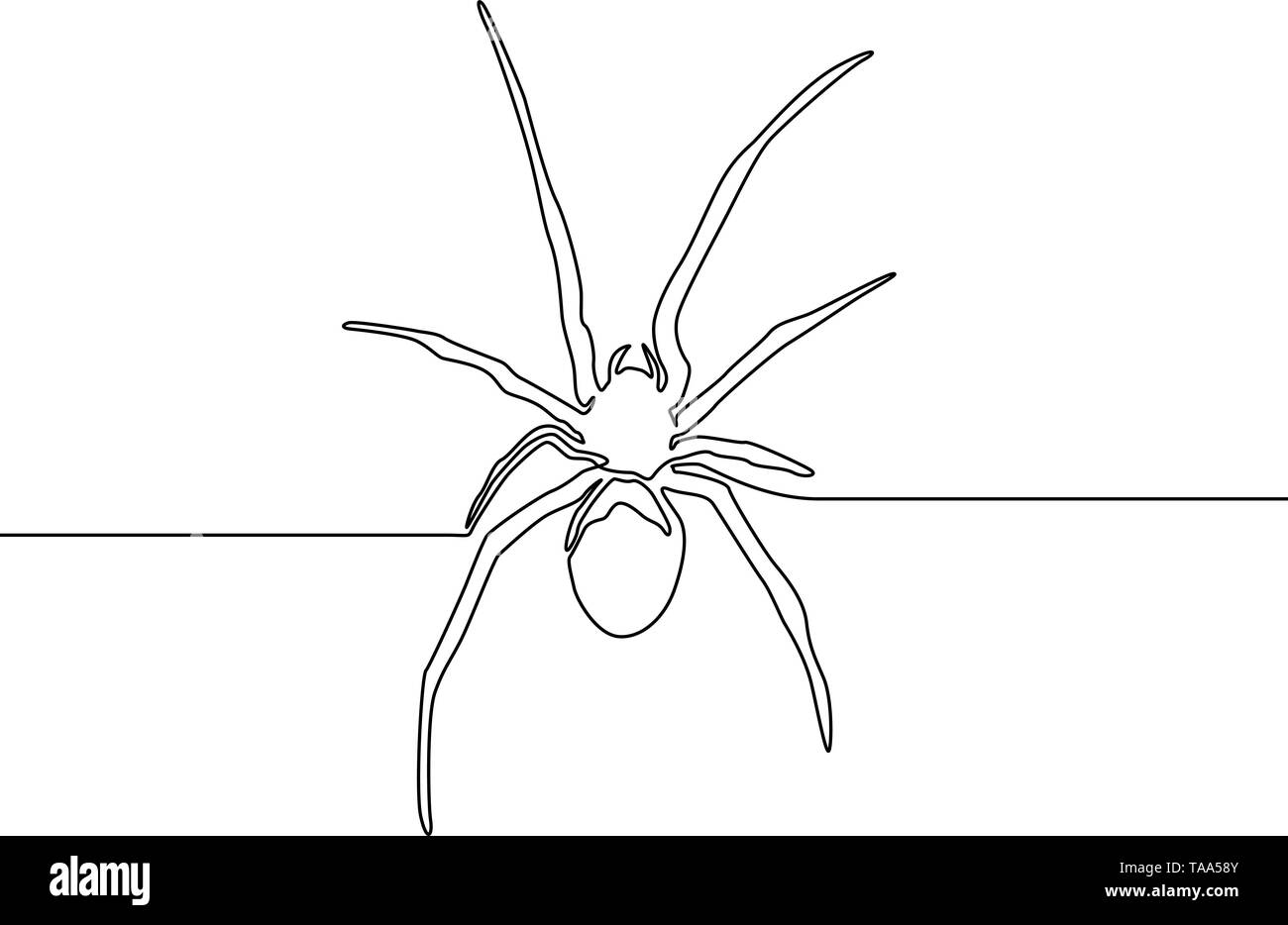 Continuous line spider on white bakcground. One line spider. Vector illustration. Stock Vector