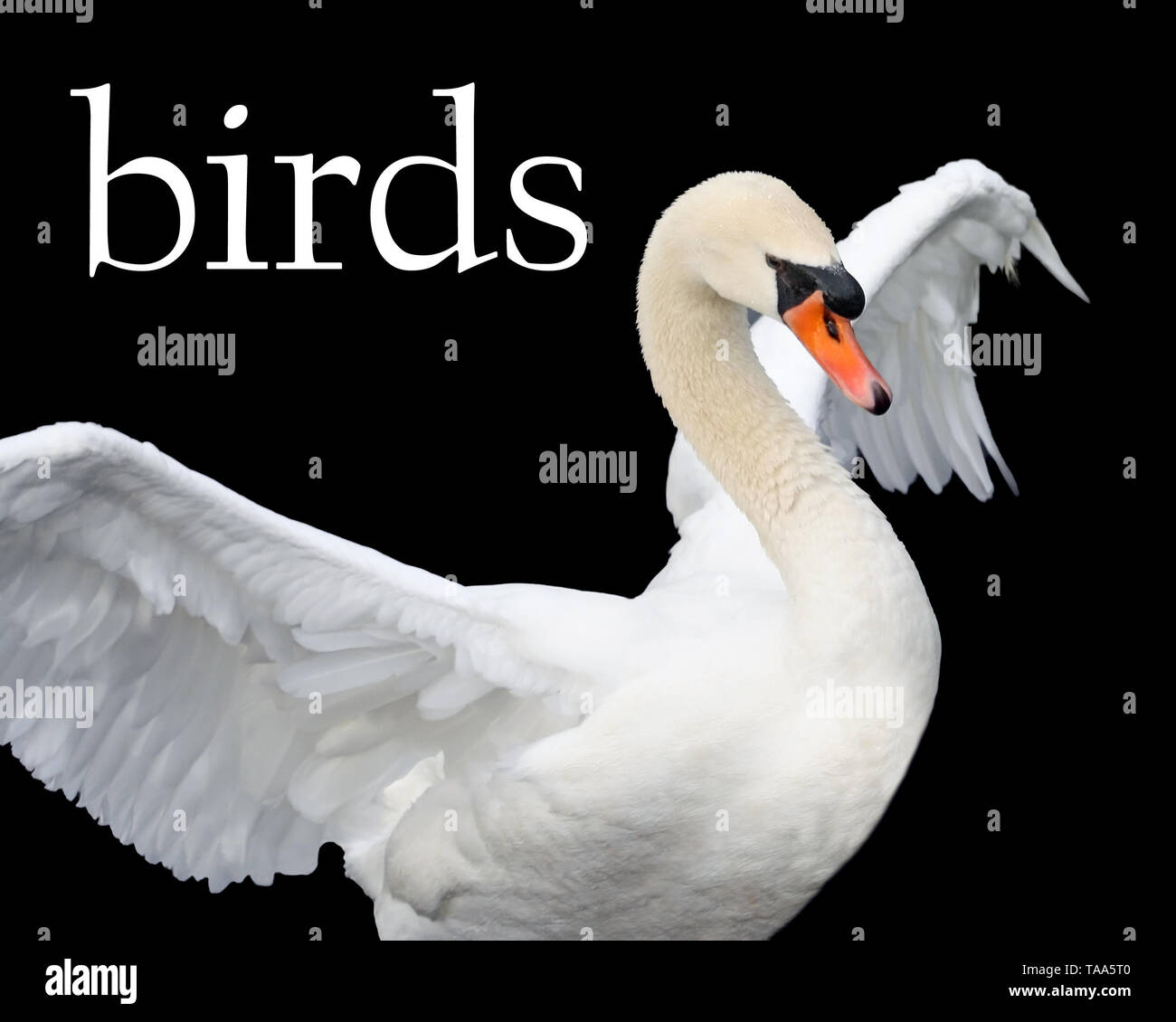 Beautiful majestic Mute Swan spreading her wings of white Stock Photo