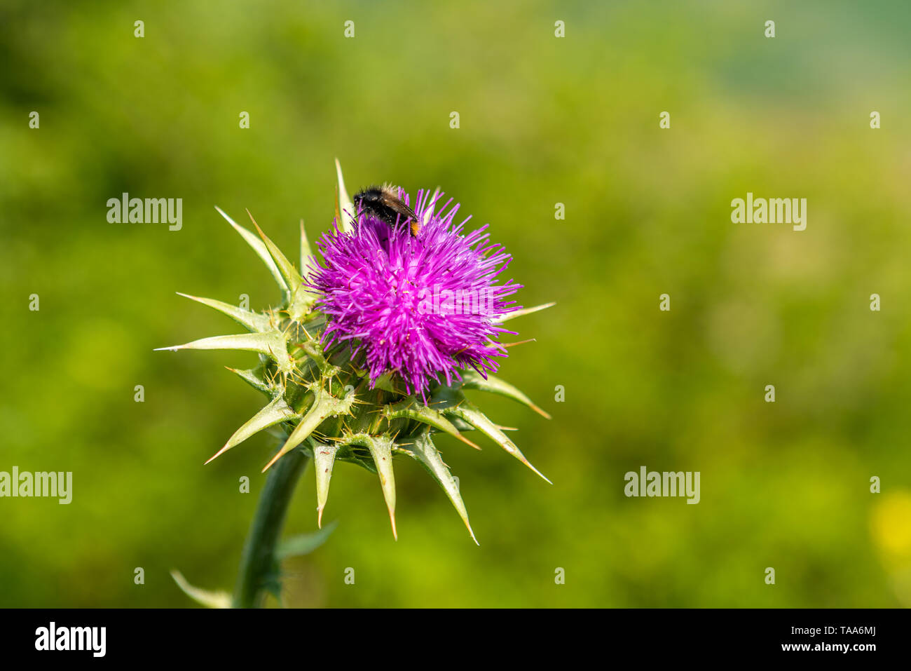 Bee on a thistle flower Stock Photo