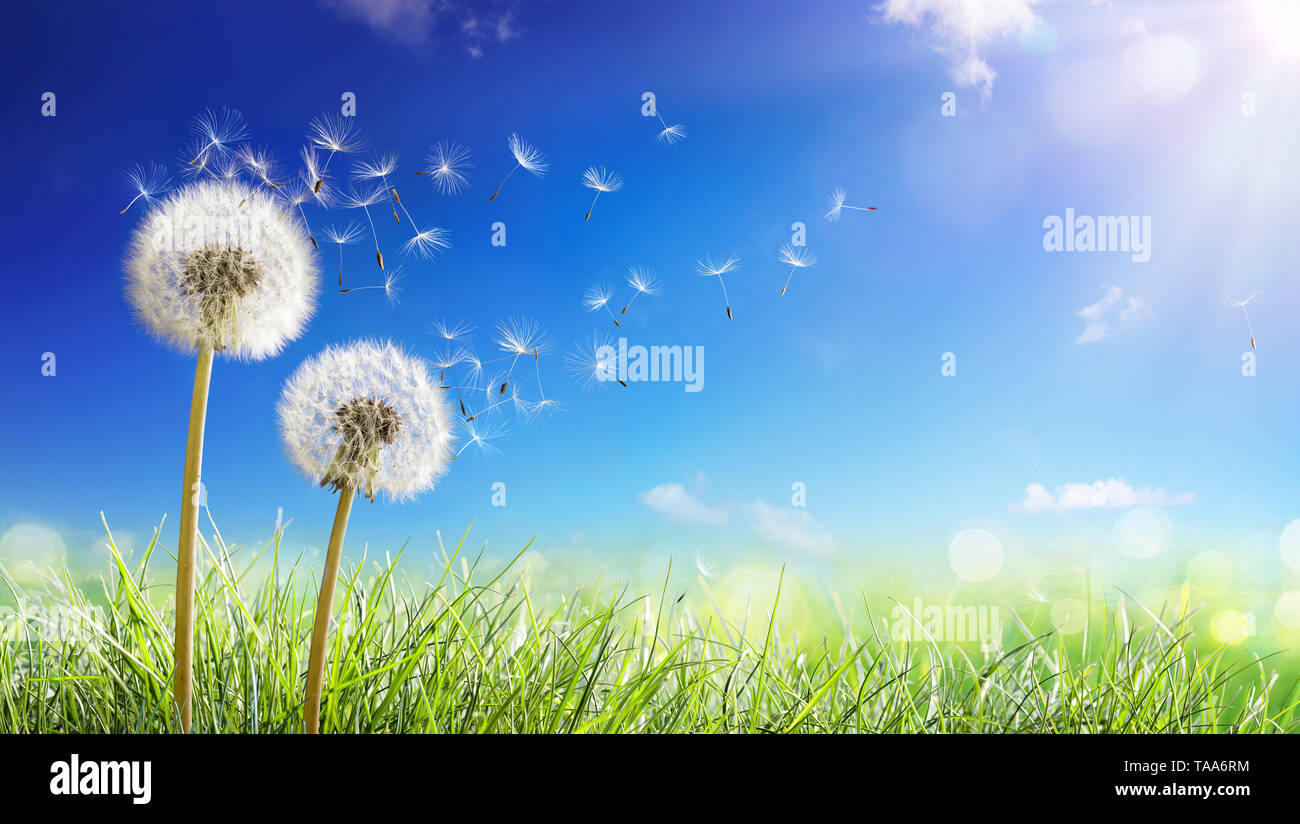 Dandelions With Wind In Field Seeds Blowing Away Blue Sky Stock Photo