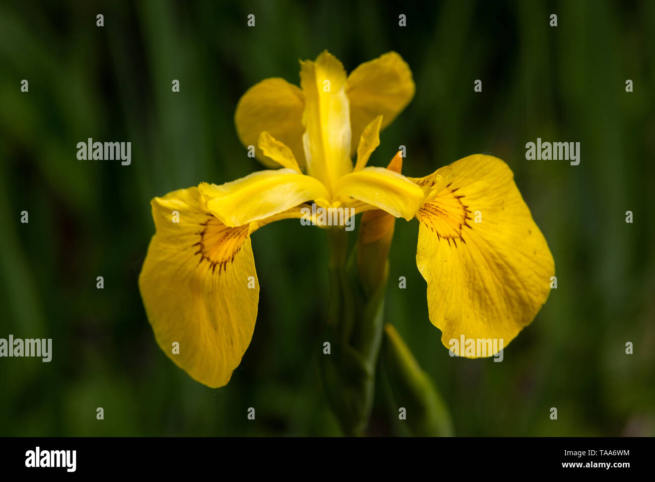 Aquatic iris flower Stock Photo