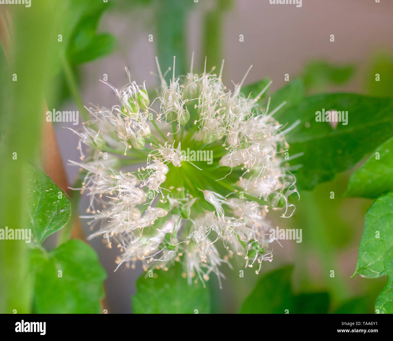 flowering flowerball of an onion plant Stock Photo Alamy