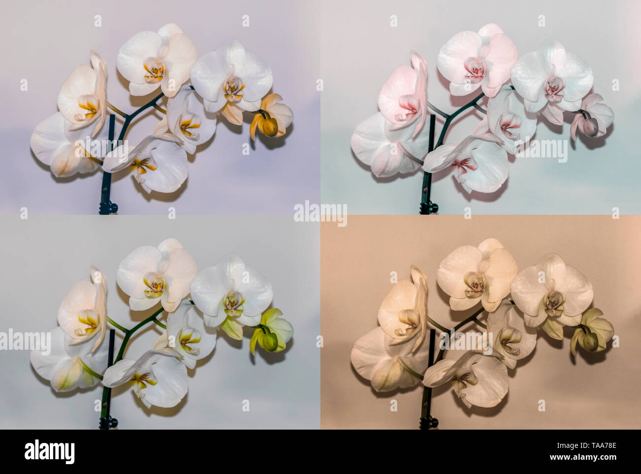 Digitally enhanced image of four White Phalaenopsis Orchid images Stock Photo