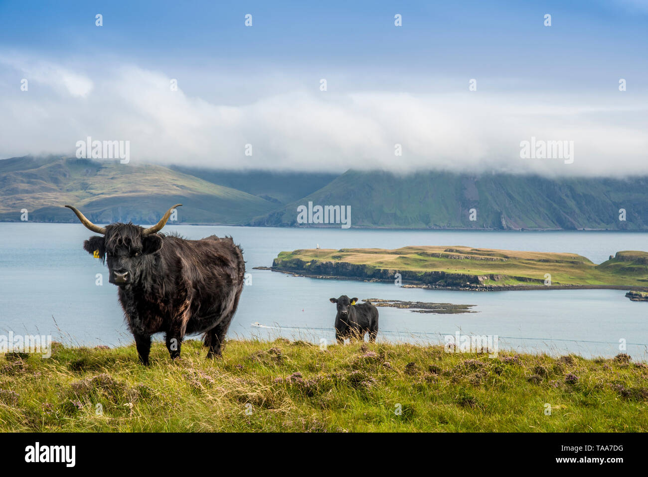 Highlanders on Canna looking to Sanday and Rum, Small Isles Stock Photo