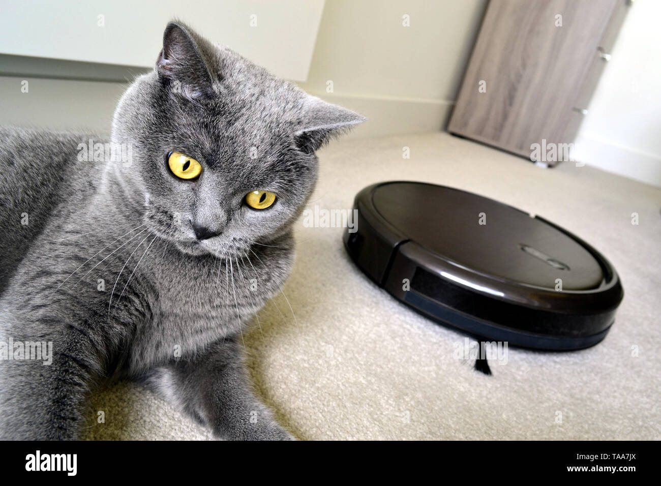 Pet cat robot hires stock photography and images Alamy