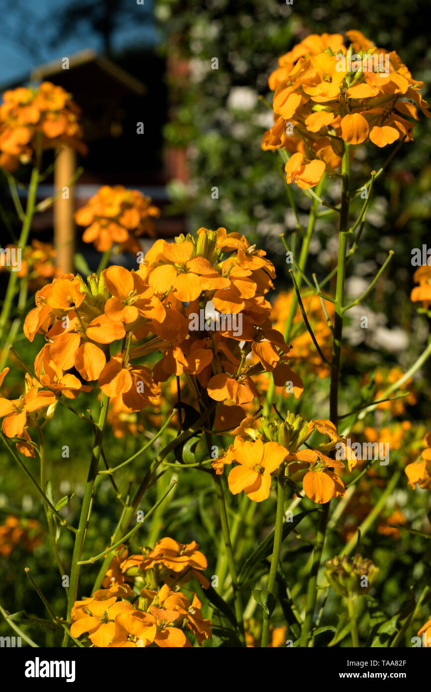 Wallflower or Erysimum cheiri flowers blooming in a garden Stock Photo