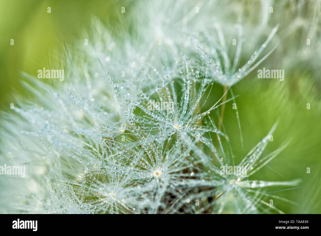 Allergy drops hi-res stock photography and images - Alamy