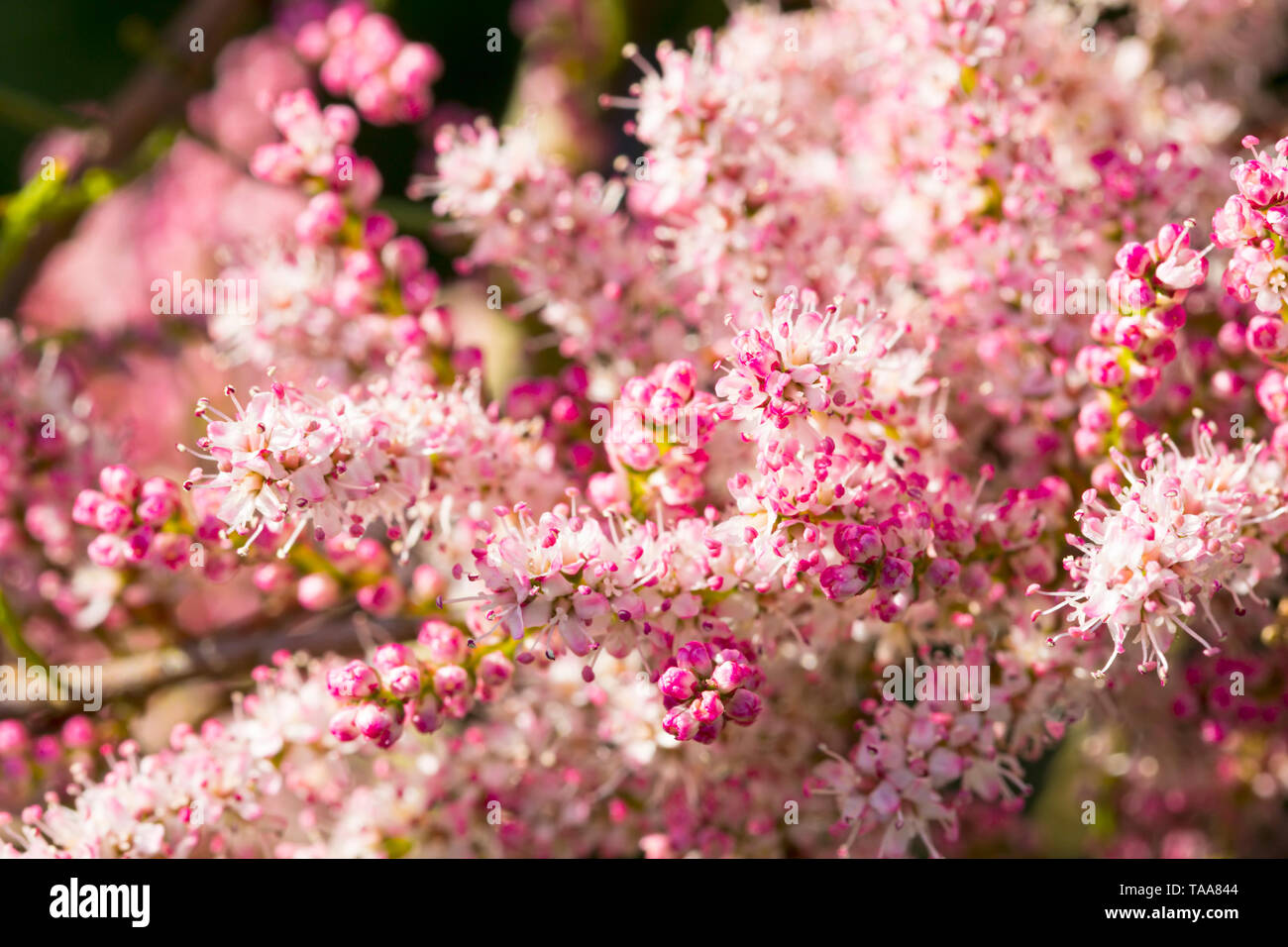 Tamarix ramoissima blossoms closeup Stock Photo