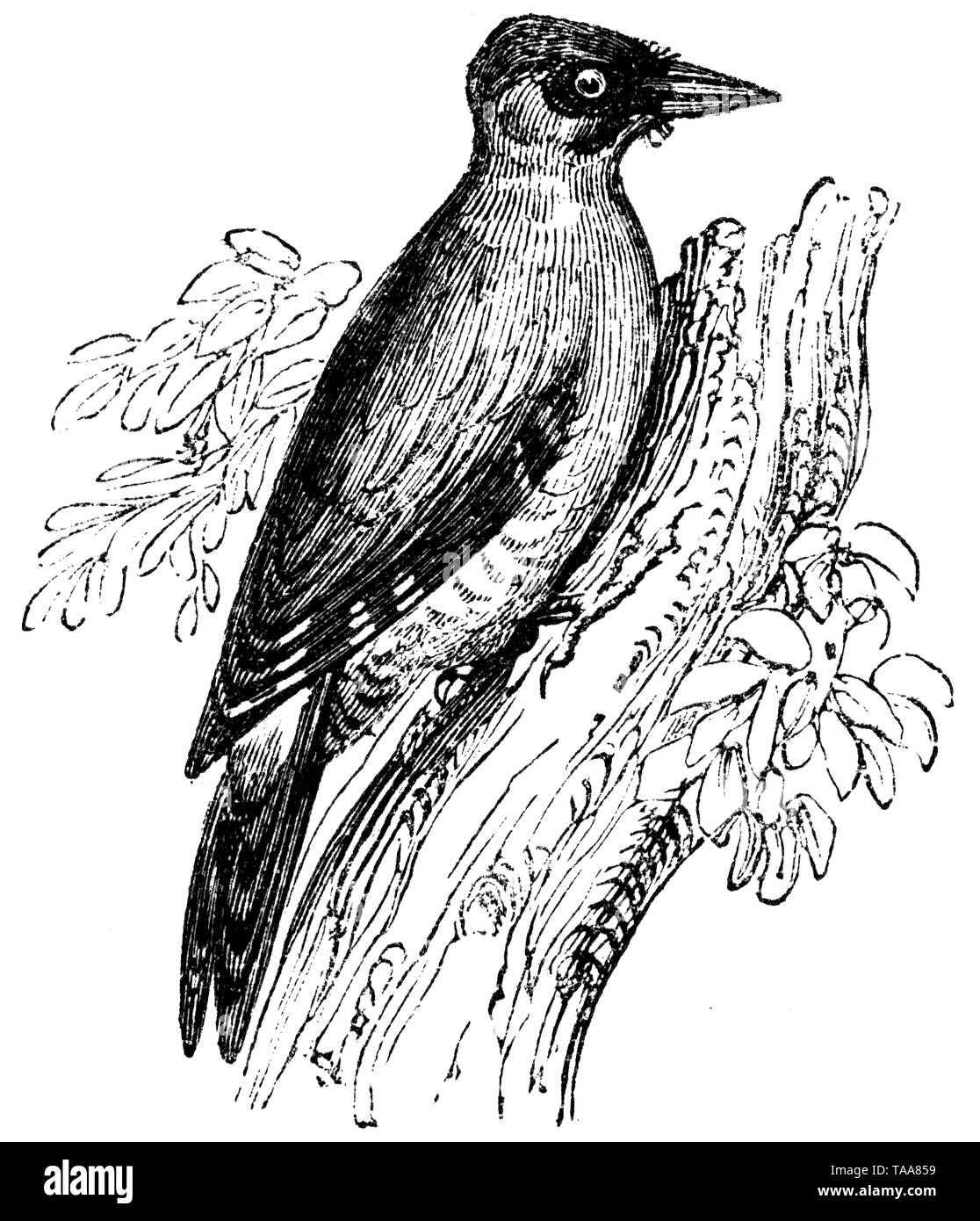 Picus Origin Picus viridis drawing Cut Out Stock Images & Pictures - Alamy