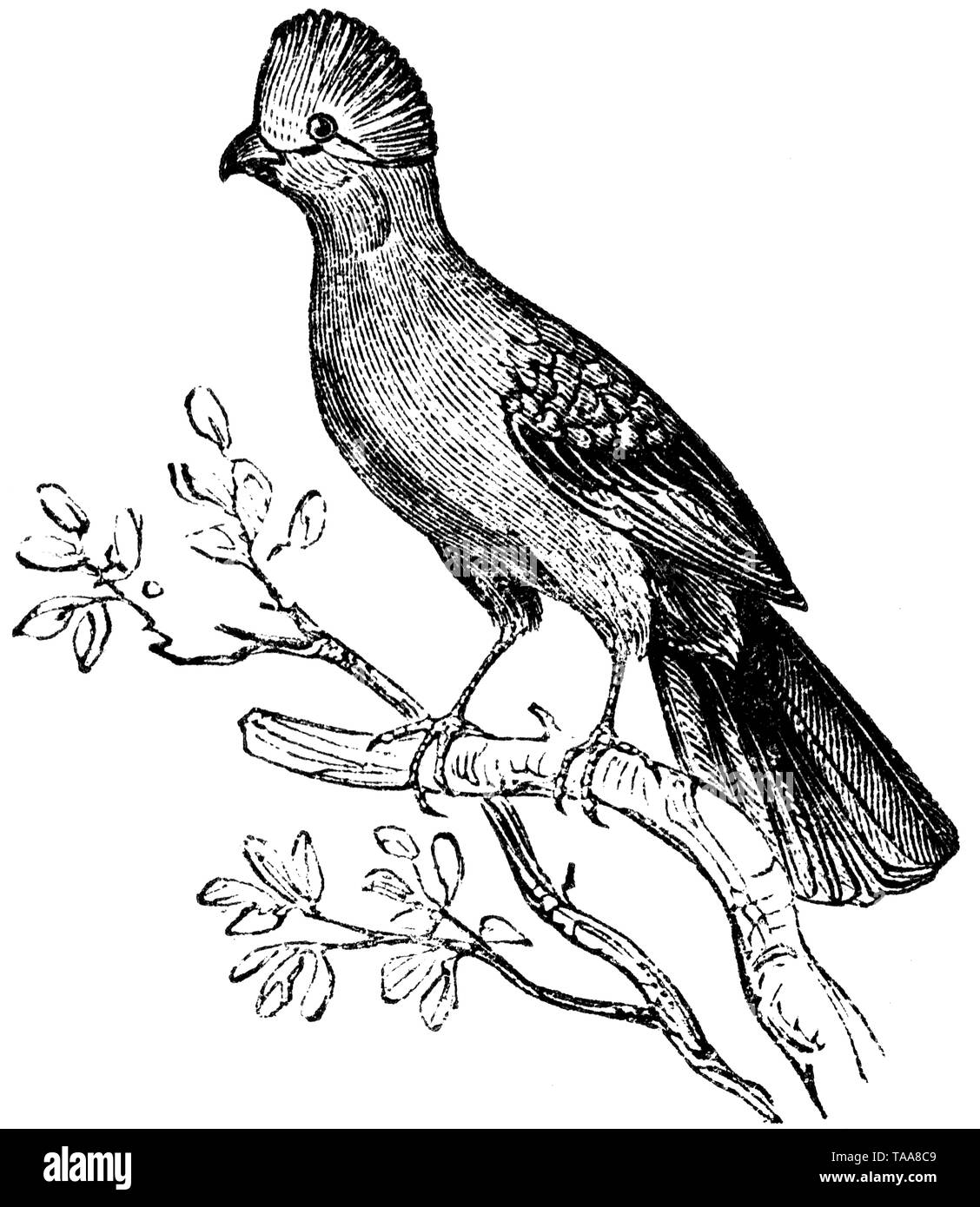 Wood cut engraved illustration, taken from 'The Treasury of Natural History' by Samuel Maunder, published 1848 Stock Photo