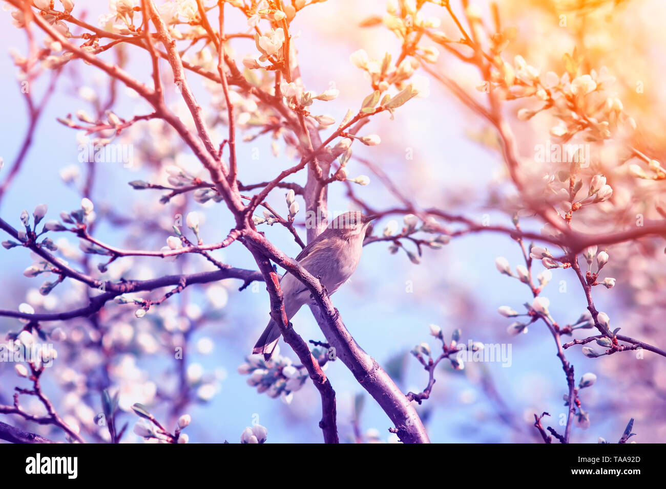 songbird Warbler sitting on branches with flowers and pink buds in may ...