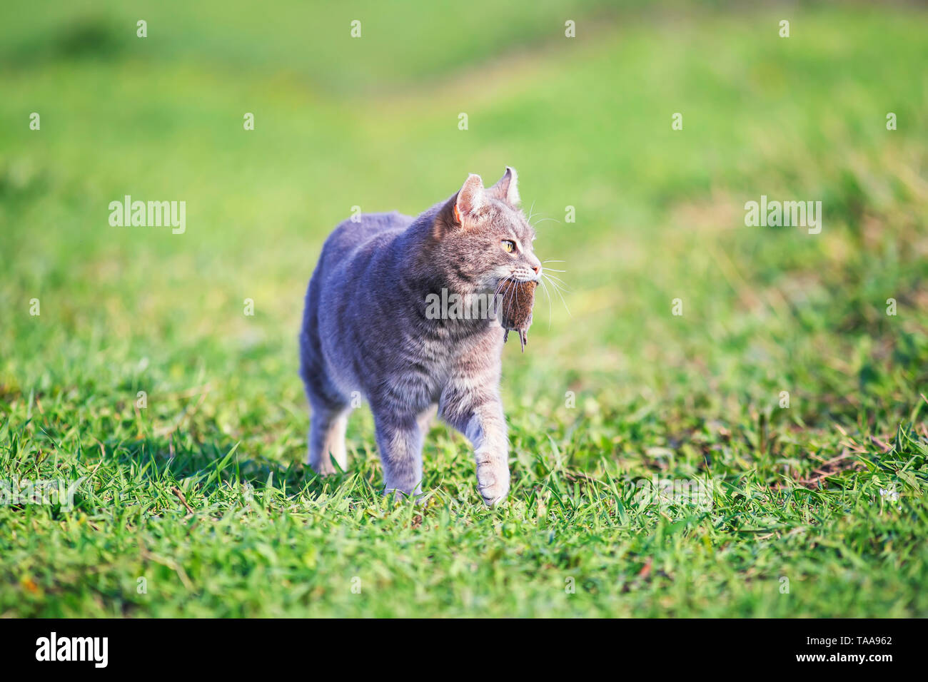 nimble striped cat walks on green grass on a farm in a field with a gray mouse caught in his teeth Stock Photo