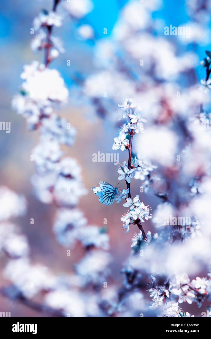 To Flit High Resolution Stock Photography And Images Alamy