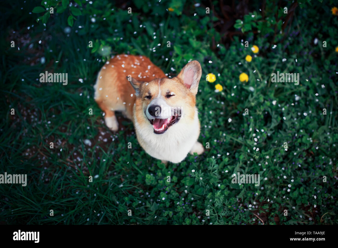 54 Best Images Pembroke Corgi Puppies Wisconsin - Pembroke Welsh Corgi Puppies Indianapolis For Sale Indianapolis Pets Dogs