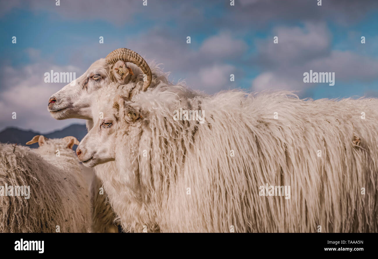 Icelandic Sheep, Iceland Stock Photo