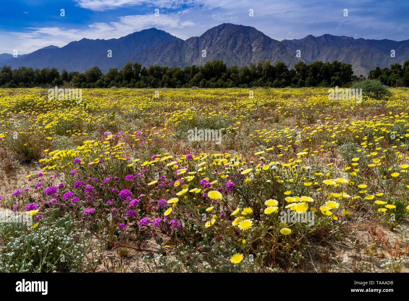 Desert wildflowers blooming in the AnzaBorrego State Park in the 2019