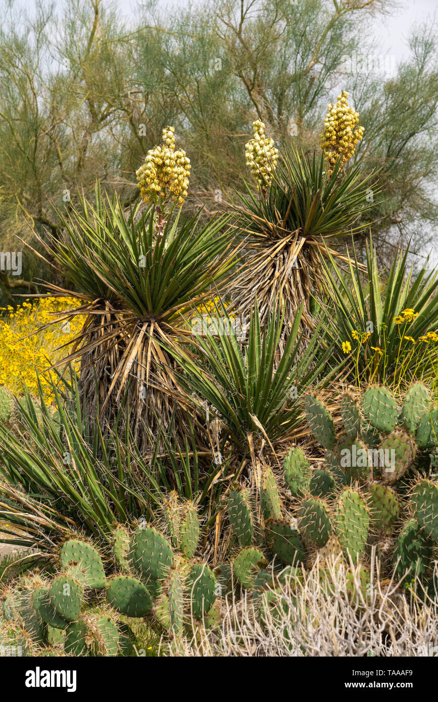 The yucca and brittle bush blooming in the AnzaBorrego State Park