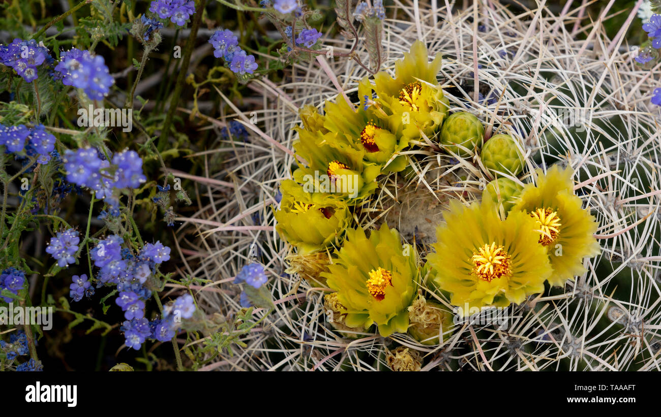Desert barrel cactus blooming in the Anza-Borrego State Park ,California, USA. Stock Photo