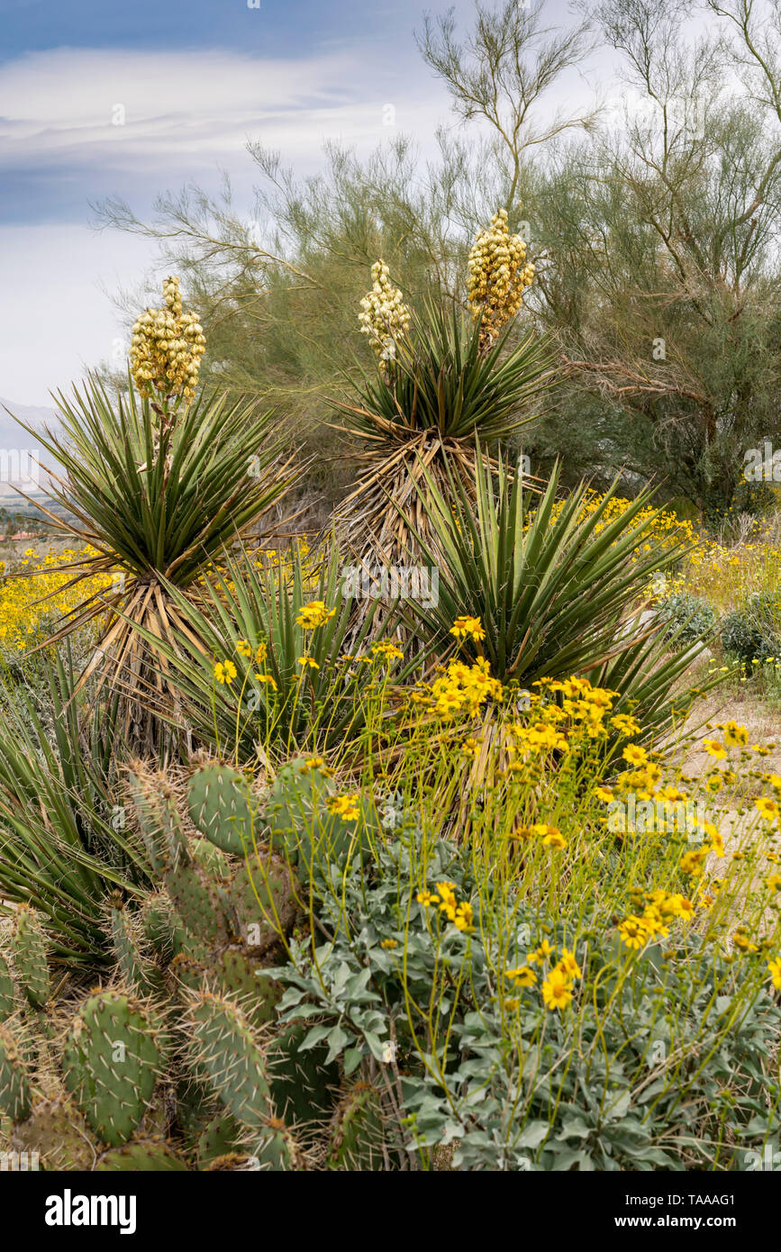 The yucca and brittle bush blooming in the AnzaBorrego State Park
