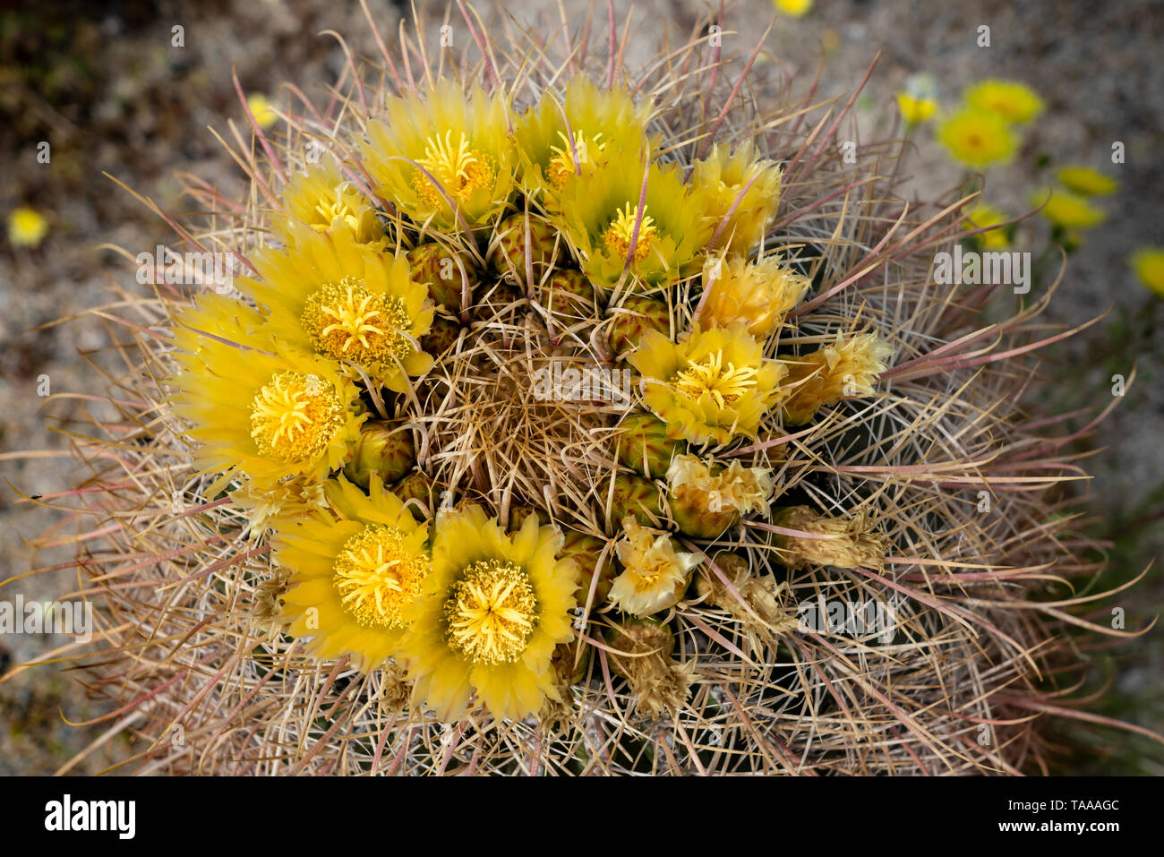 Barrel cactus mojave desert hi-res stock photography and images - Alamy