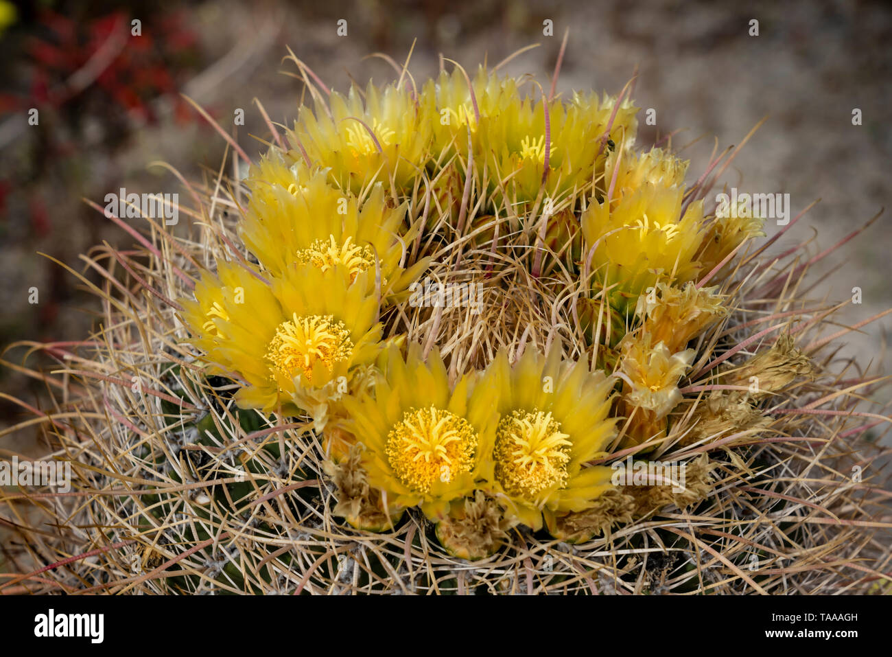 Desert barrel cactus blooming in the Anza-Borrego State Park ,California, USA. Stock Photo