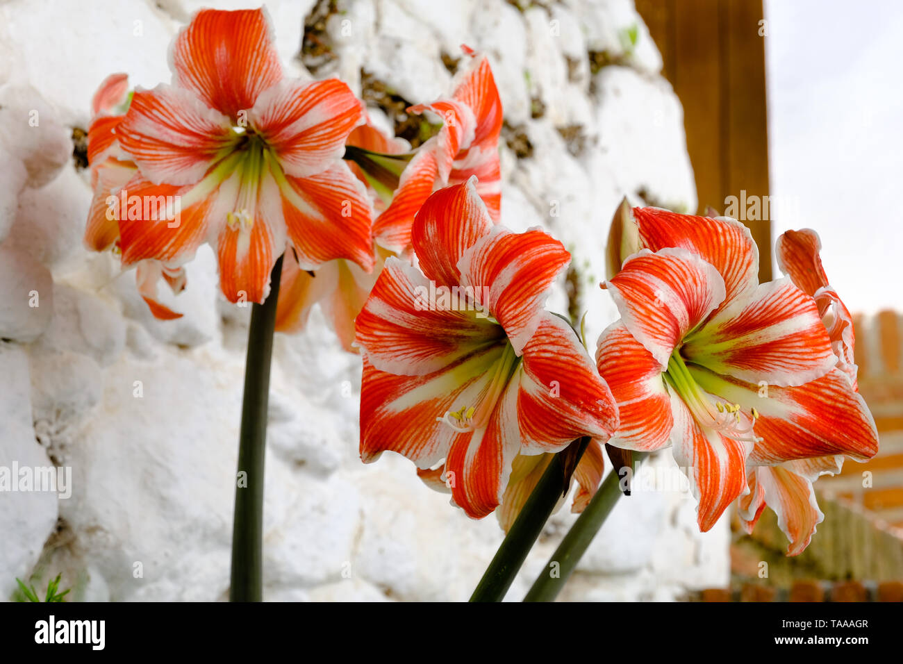 Candy Cane Lillies, Amarylis in Comares, Axarquia, Malaga, Andalucia, Costa del Sol, Spain Stock Photo